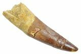 Fossil Spinosaurus Tooth - Real Dinosaur Tooth #363522-1